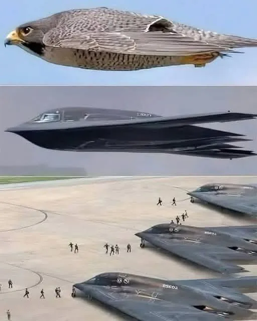 Image: Le bombardier furtif B-2 est inspiré du faucon, animal le plus rapide sur Terre