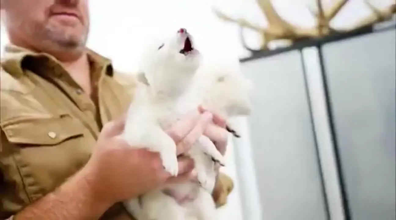 Image: On a re-créé une espèce de loups disparue depuis 10.000 ans