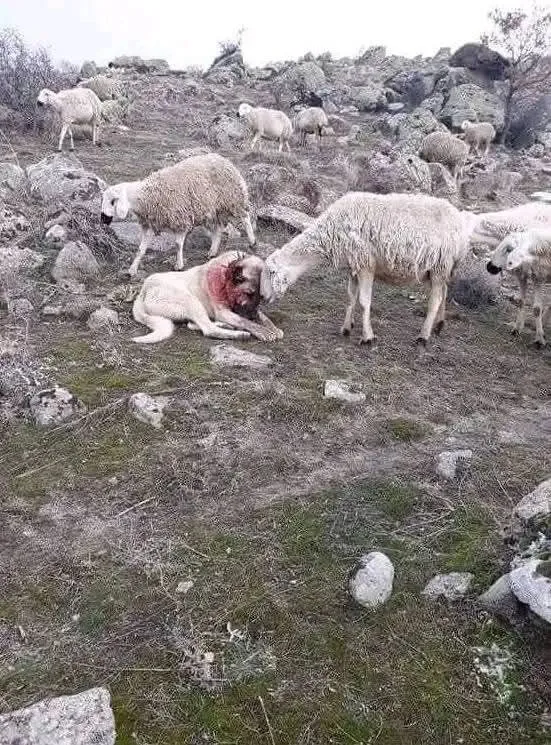 Image: Le chien blessé après une attaque de loup réconforté par un mouton