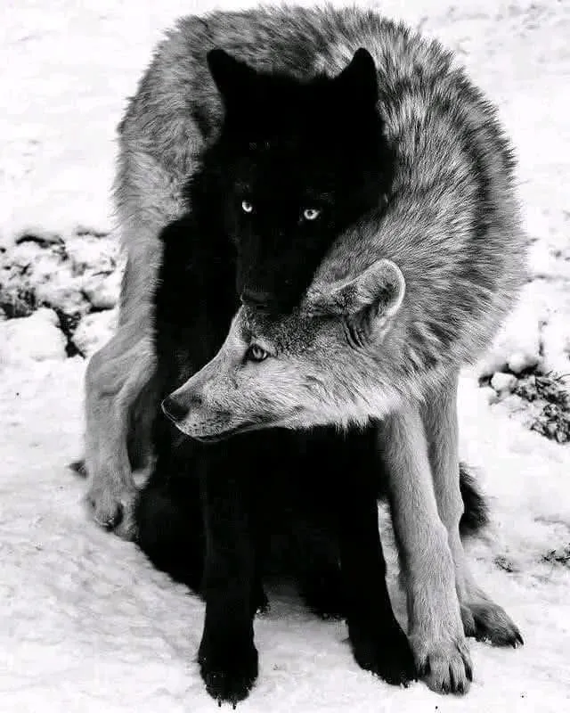Image: La fidélité des loups