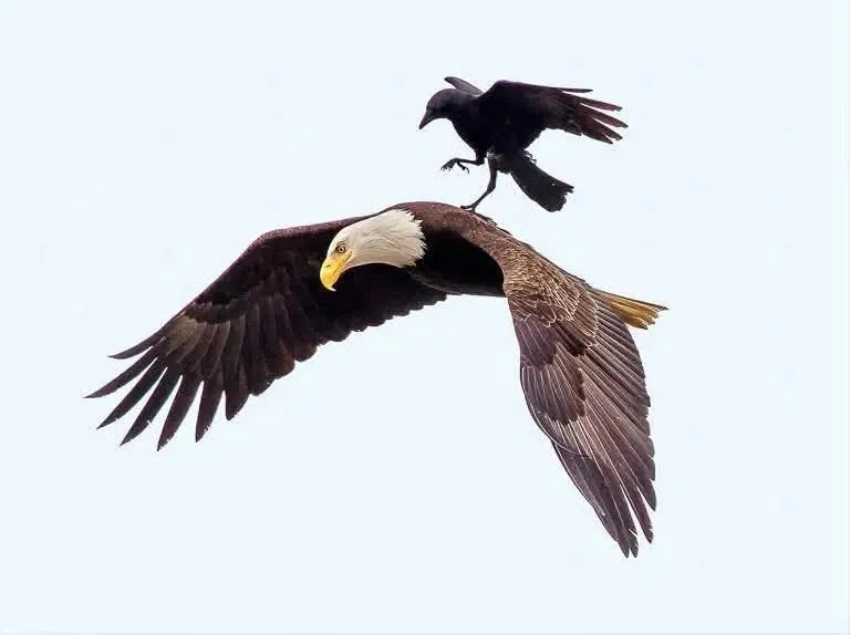 Image: Le Corbeau contre l'aigle