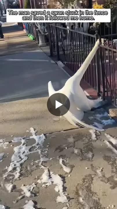 Image: Un pauvre cygne coincé dans une barrière