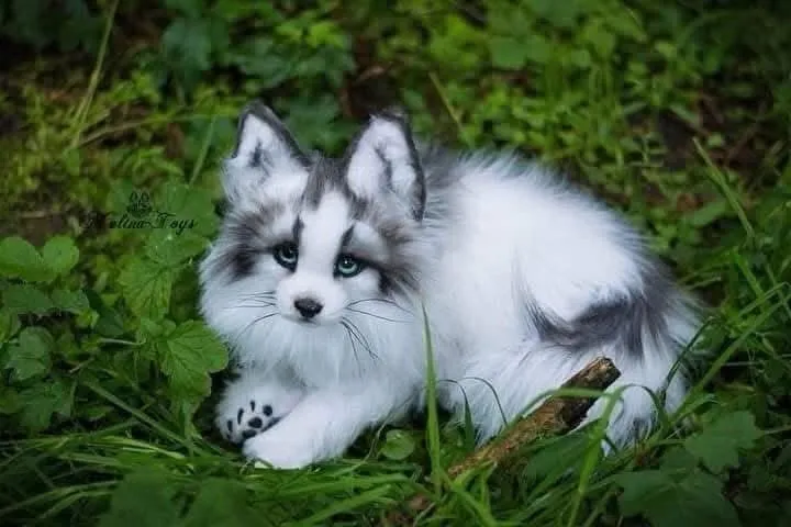 Image: Le renard marbré canadien