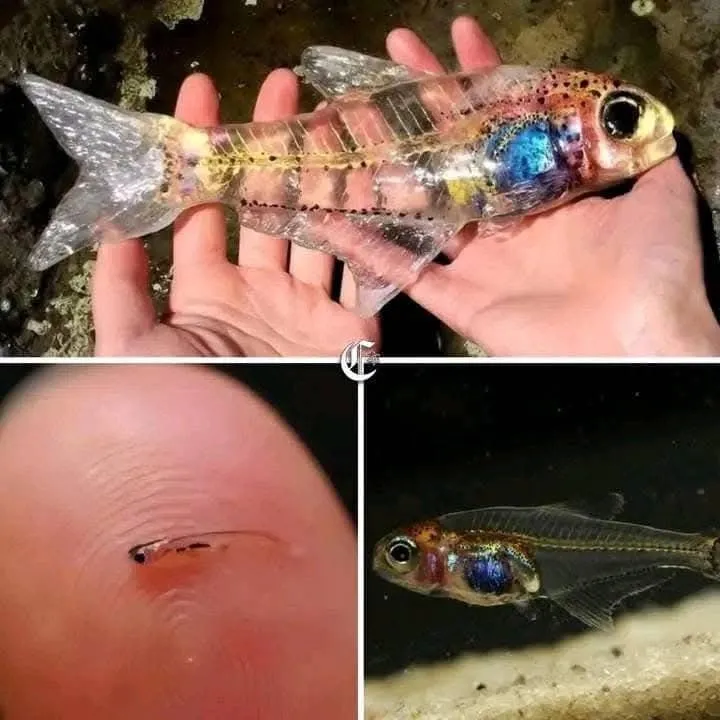 Image: Le Cyanogaster noctivaga, un poisson presque invisible
