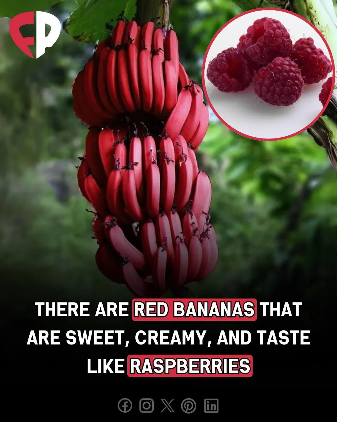 Image: Après les bananes bleues, les bananes rouges !
