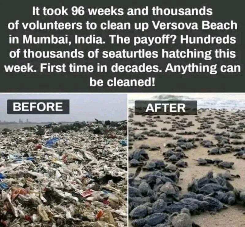 Image: Une plage nettoyée de ses déchets a vu des tortues revenir