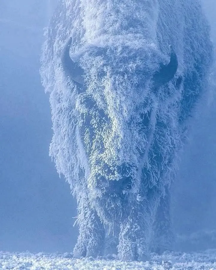 Image: Photo d’un bison enneigé