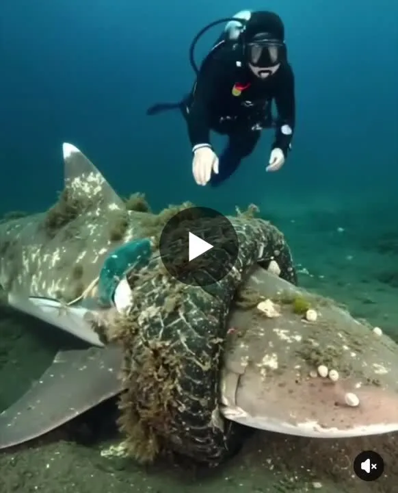 Image: Sauvetage d’un requin coincé dans un pneu