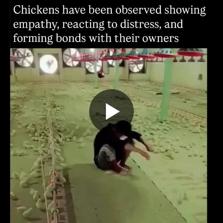 Image: Les poulets aussi sont capables d'empathie
