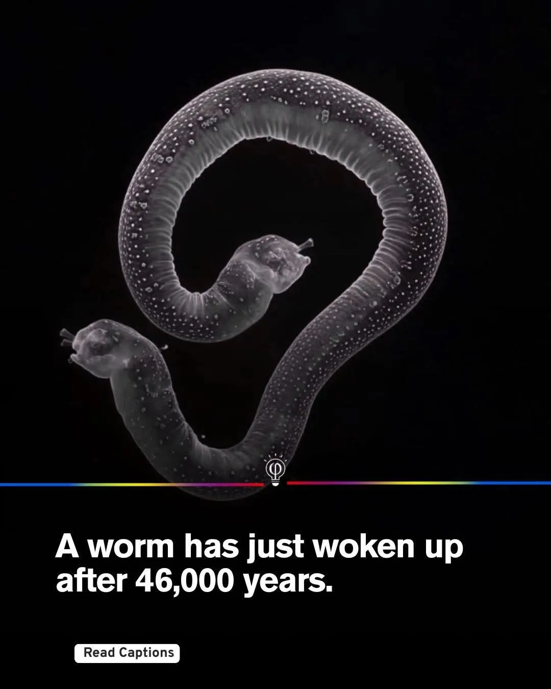 Image: Un ver se réveille 46 000 ans après