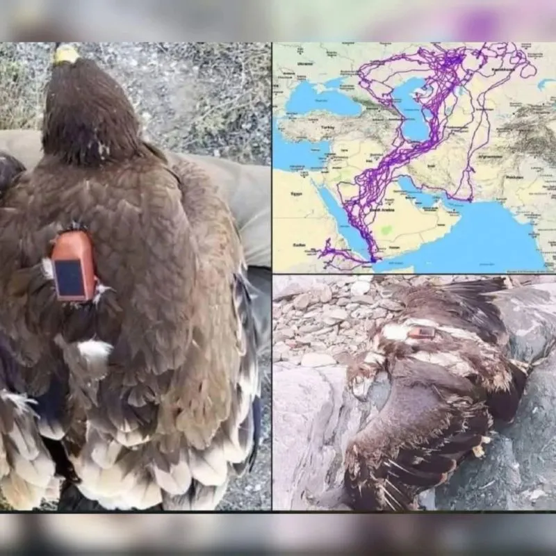 Image: L’aigle ne vole jamais au-dessus de la mer en raison des courants d’air