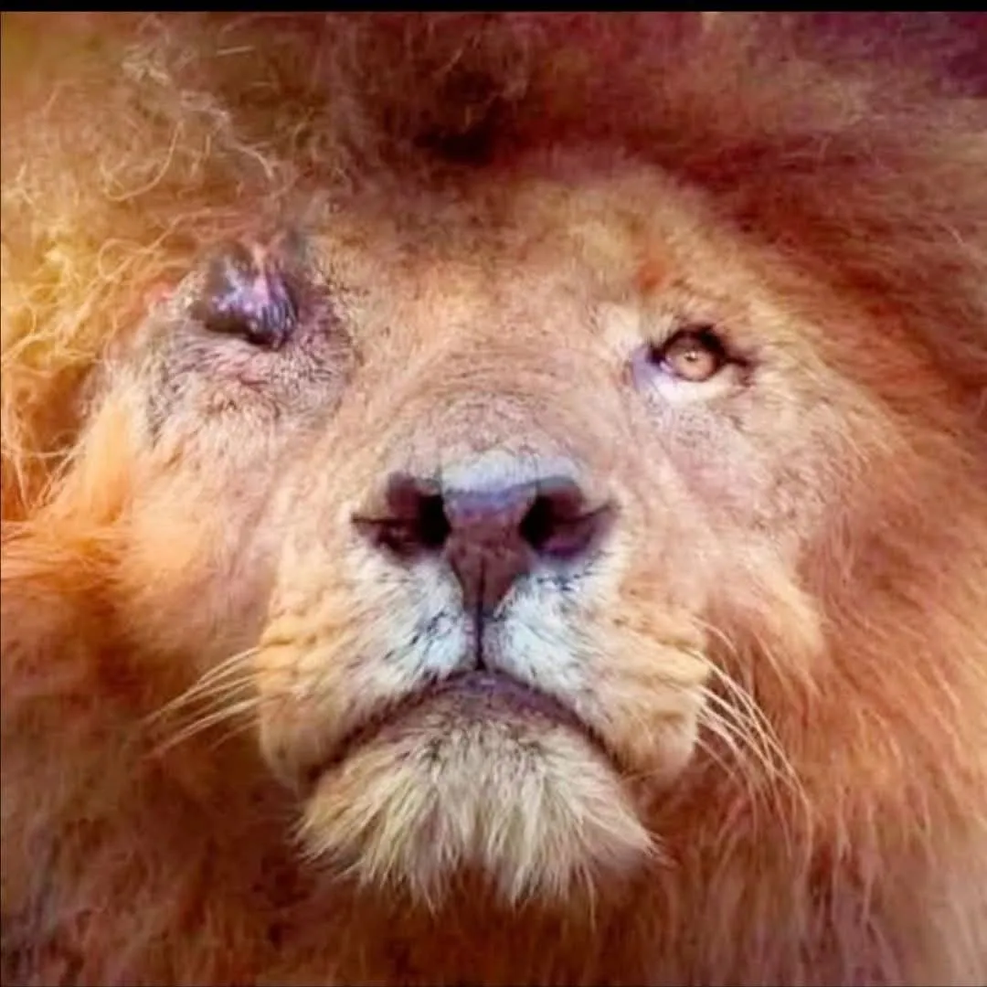 Image: Scarface, le légendaire lion du Masaï Mara (Kenya)