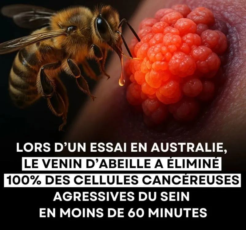 Image: Le venin d'abeille peut éliminer 100% des cellules cancéreuses du sein en moins de 60 minutes