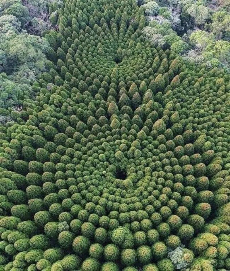 Image: Une forêt circulaire mystérieuse au Japon