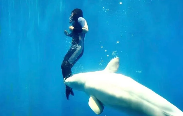 Image: Yang Yun et le beluga Mila