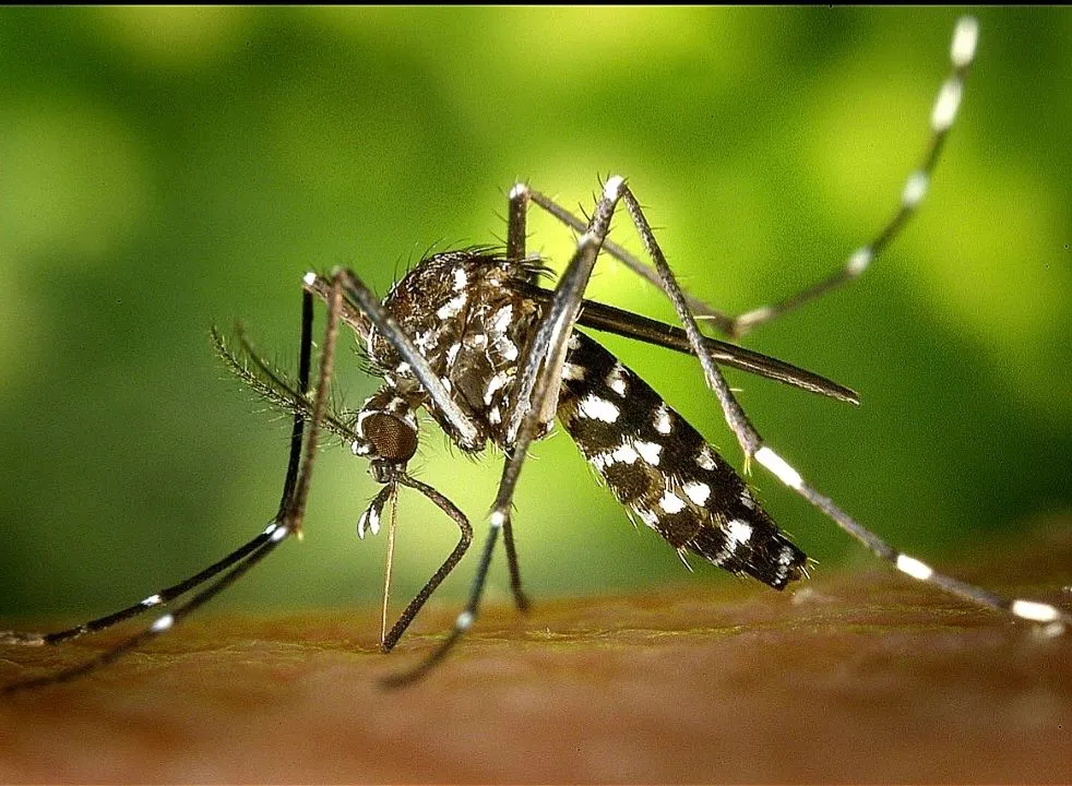 Image: Bill Gates lâche des moustiques tigres infectés par la bacterie Wolbachia en France