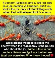 Image: Red and black ants in English