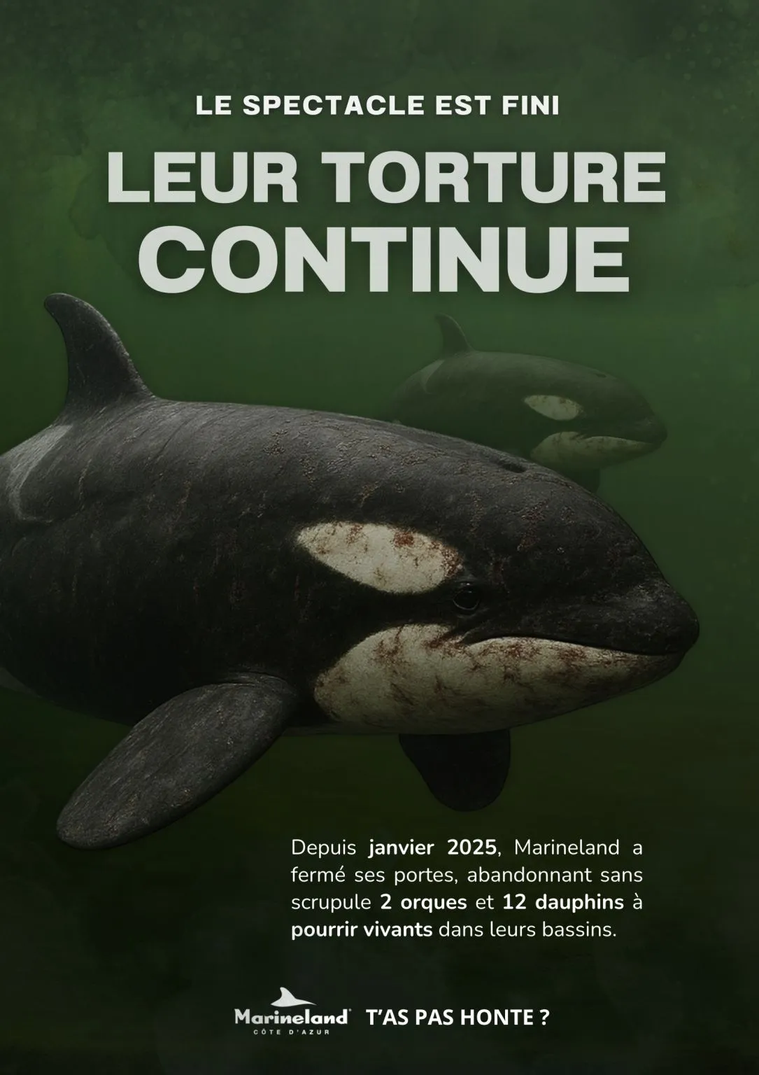 Image: A Marineland, les animaux marins sont livrés à eux-mêmes