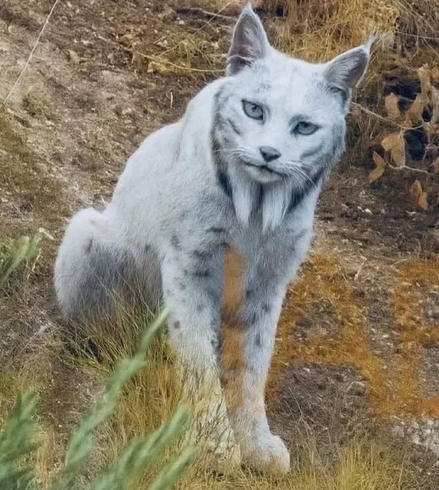 Image: Un rare lynx ibérique blanc pris en photo en octobre 2025