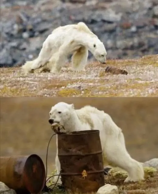 Image: La mort d'un ours