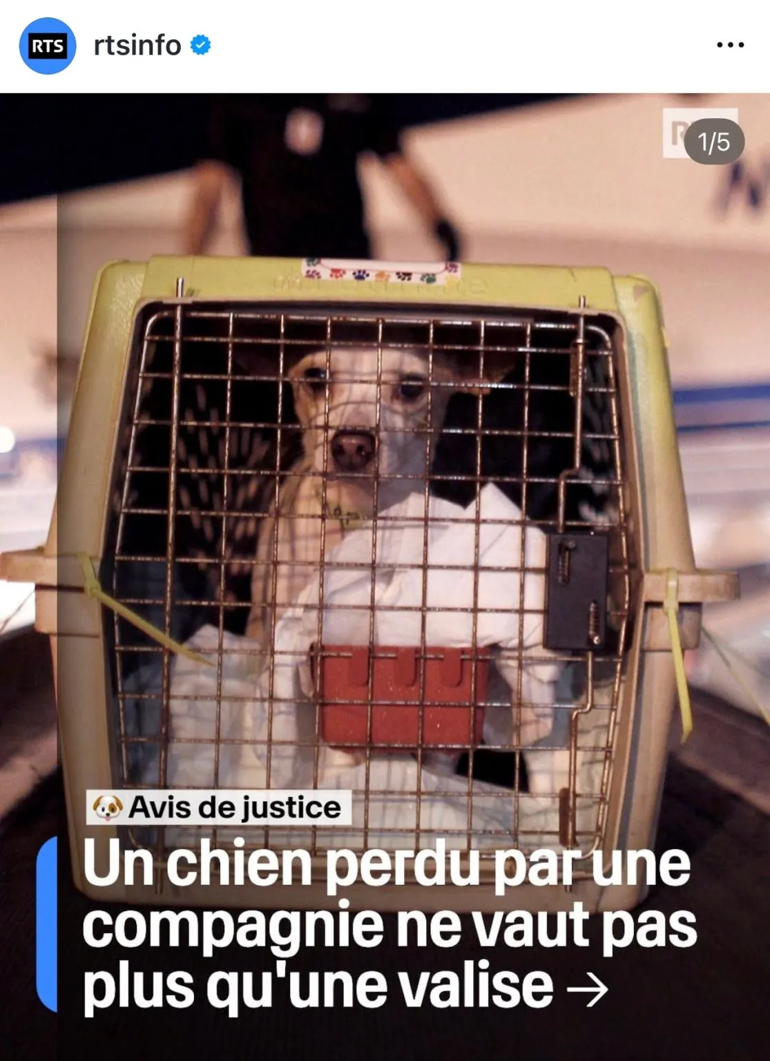 Image: Perte d'un chien en soute