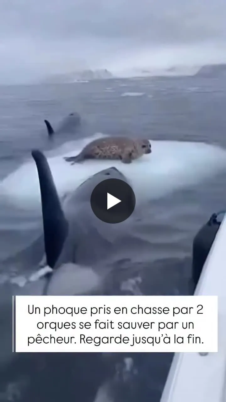Image: Un phoque sauvé de 2 orques par un pêcheur
