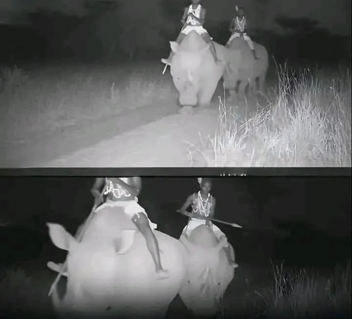 Image: Des patrouilleurs sur des rhinocéros domestiqués