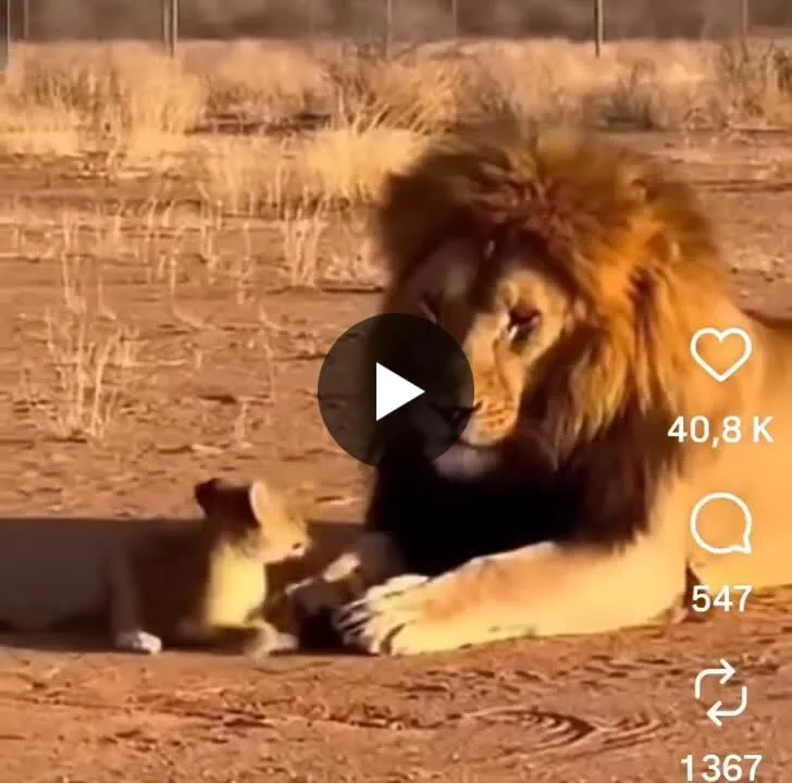 Image: Une lionne montre à un lion qui est la patronne