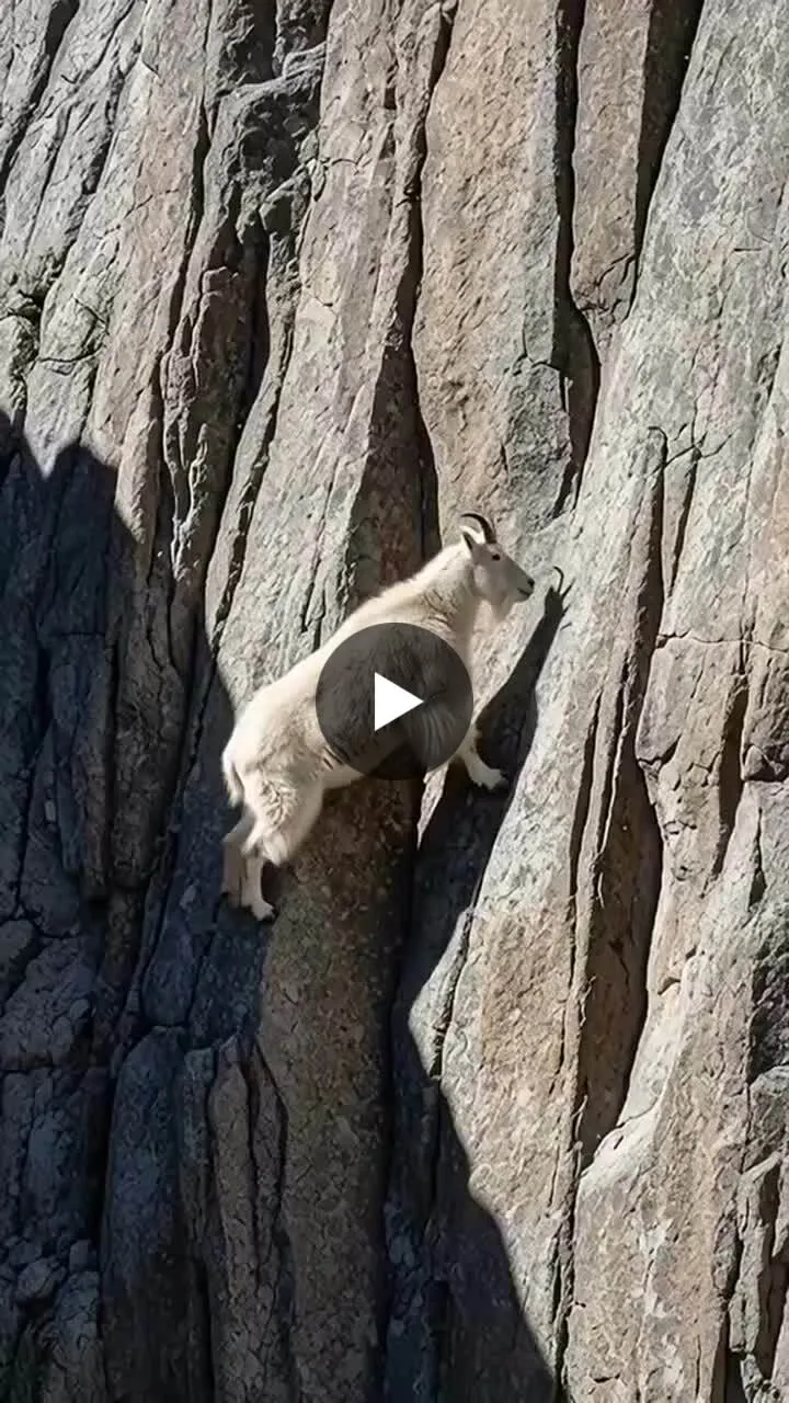 Image: Une chèvre sauvage gravit une falaise avec une facilité déconcertante