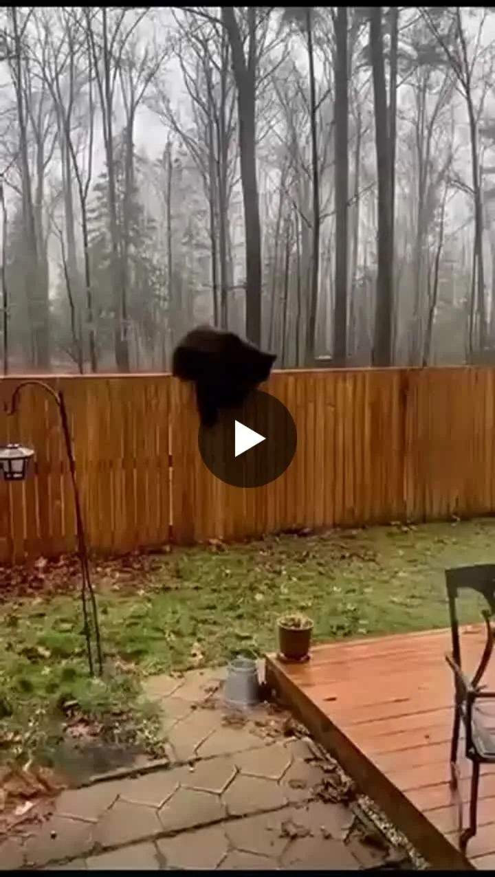 Image: Un chat fait fuir un ourson