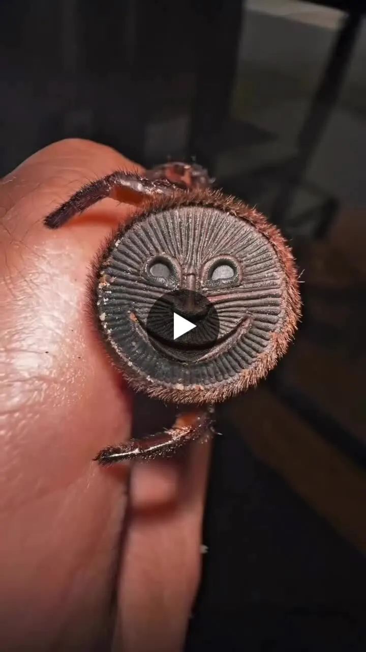 Image: Le croupion souriant de l’araignée Cyclocosmia