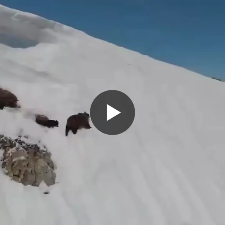 Image: L'ourson qui s'accroche pour escalader une falaise glacée