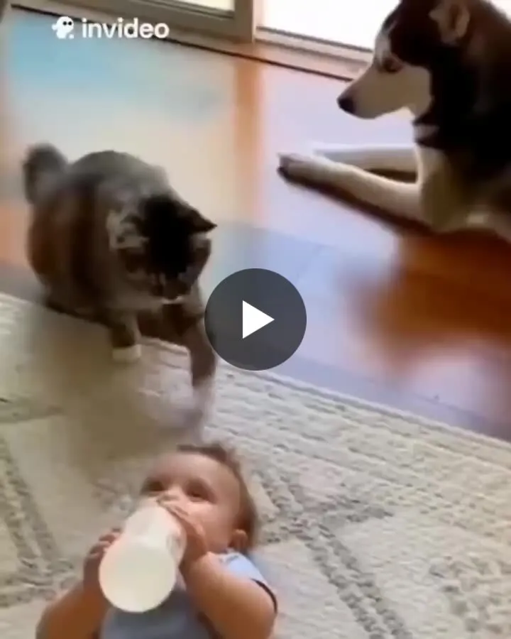 Image: Des chiots trop mignons avec des bébés