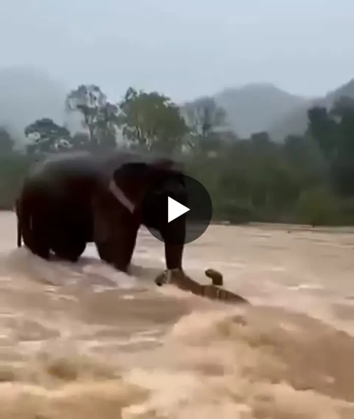Image: Un éléphant sauve un tigre de la noyade et l’aide à traverser une rivière