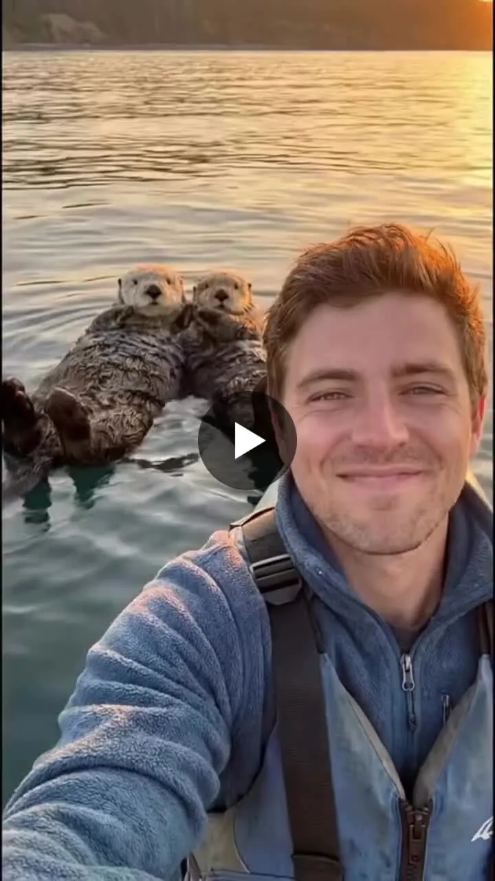 Image: Les loutres se tiennent la main pour ne pas se perdre et c’est inspirant !