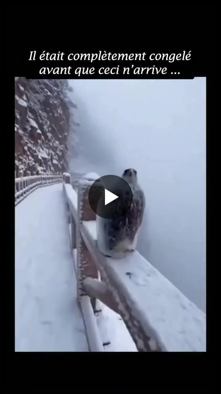 Image: Un aigle congelé sauvé