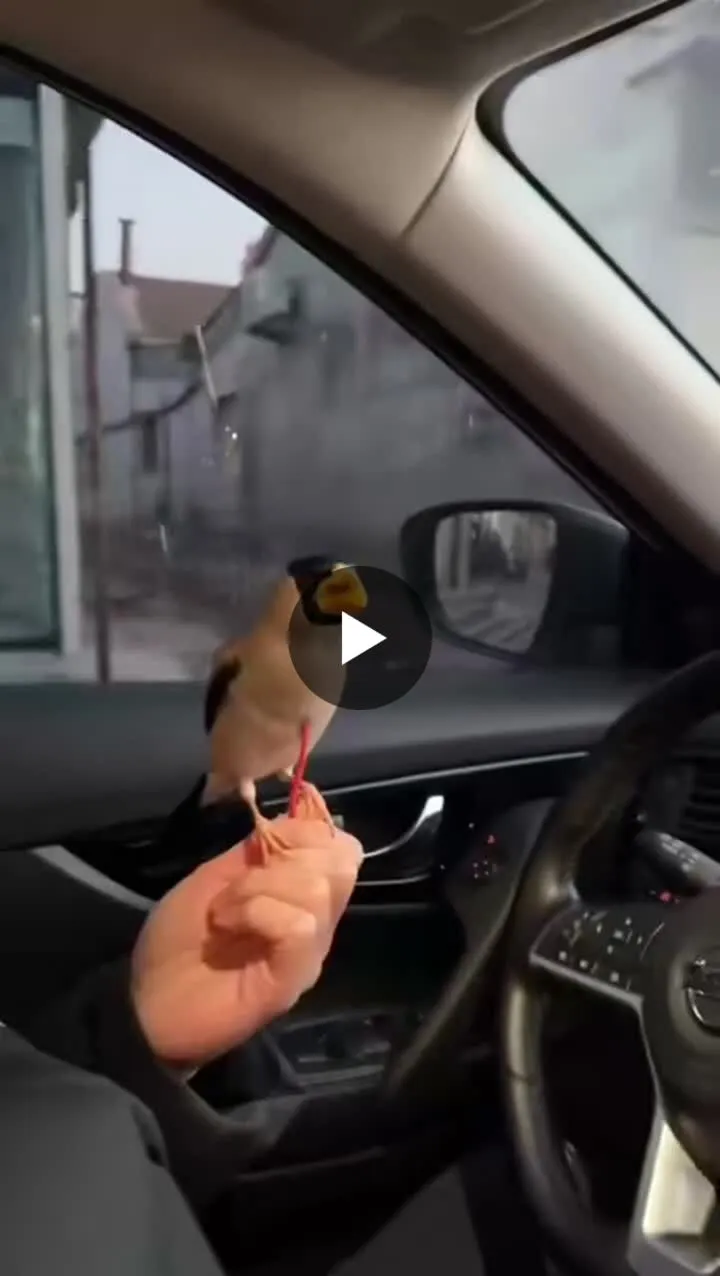 Image: L'oiseau entraîné à piquer des billets