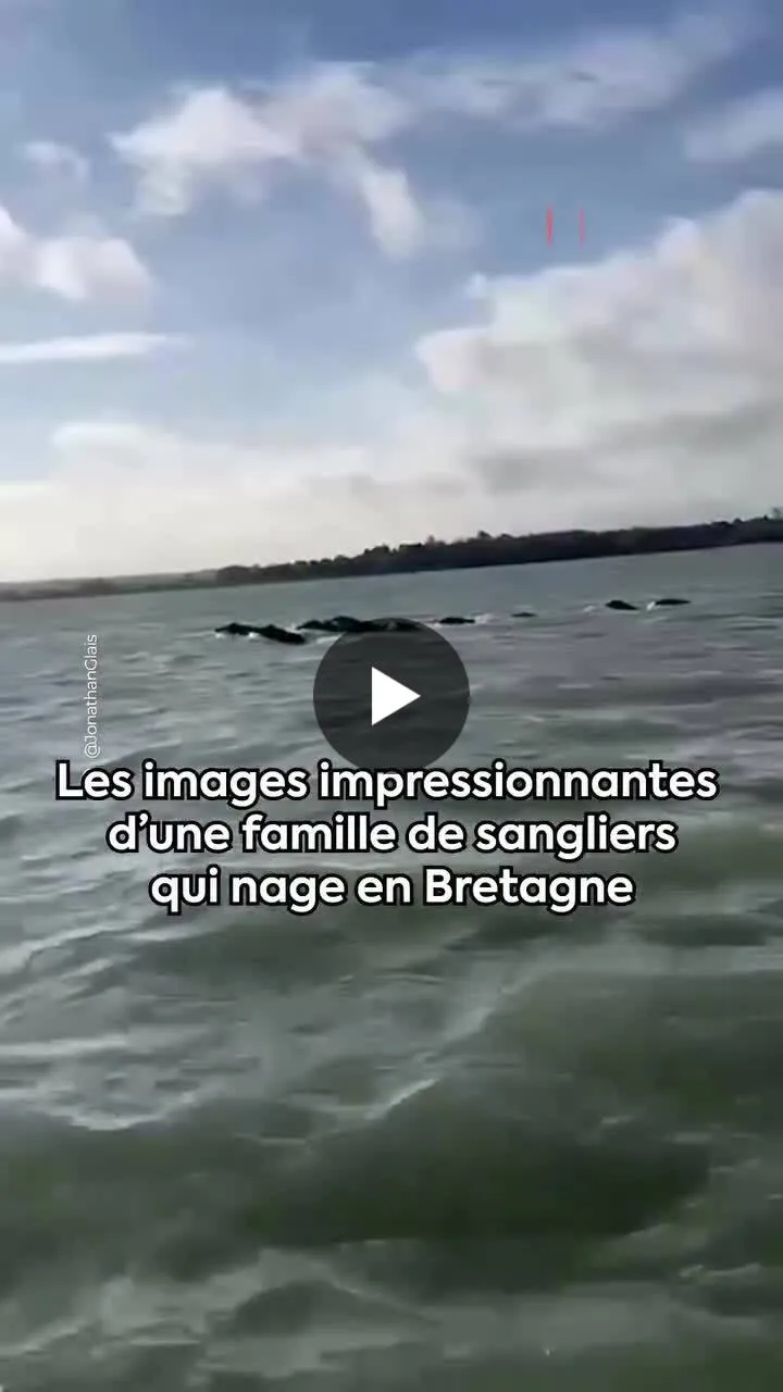 Image: Des sangliers ont nagés dans la mer des Côtes-d'Armor