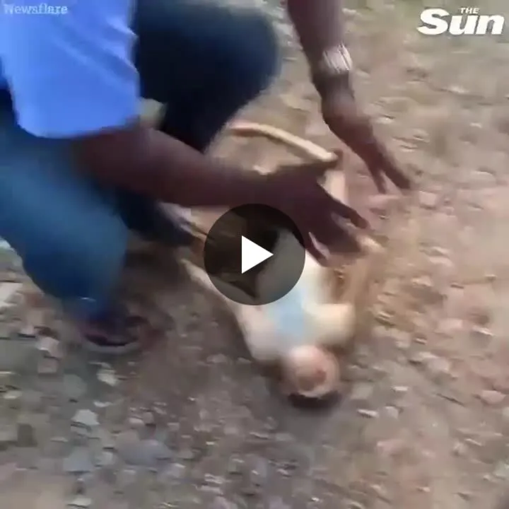 Image: Un chauffeur de taxi ressucite un singe