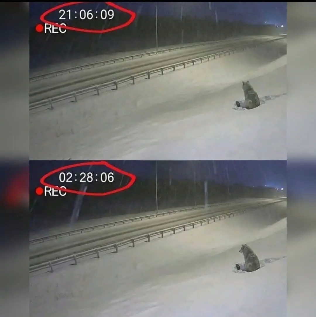 Image: Un chien sous la neige