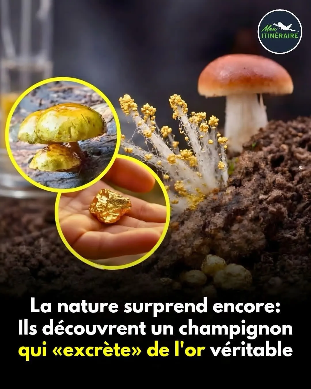 Image: La poule euh non le champignon aux oeufs d'or