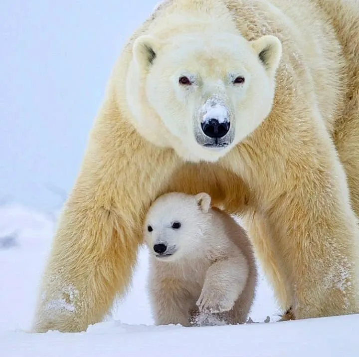Image: Le jour mondial de l'ours polaire