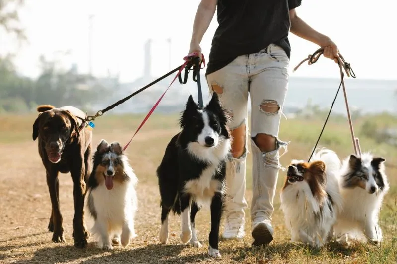 Image: 150K en promenant des chiens, et ça, sans l'internet
