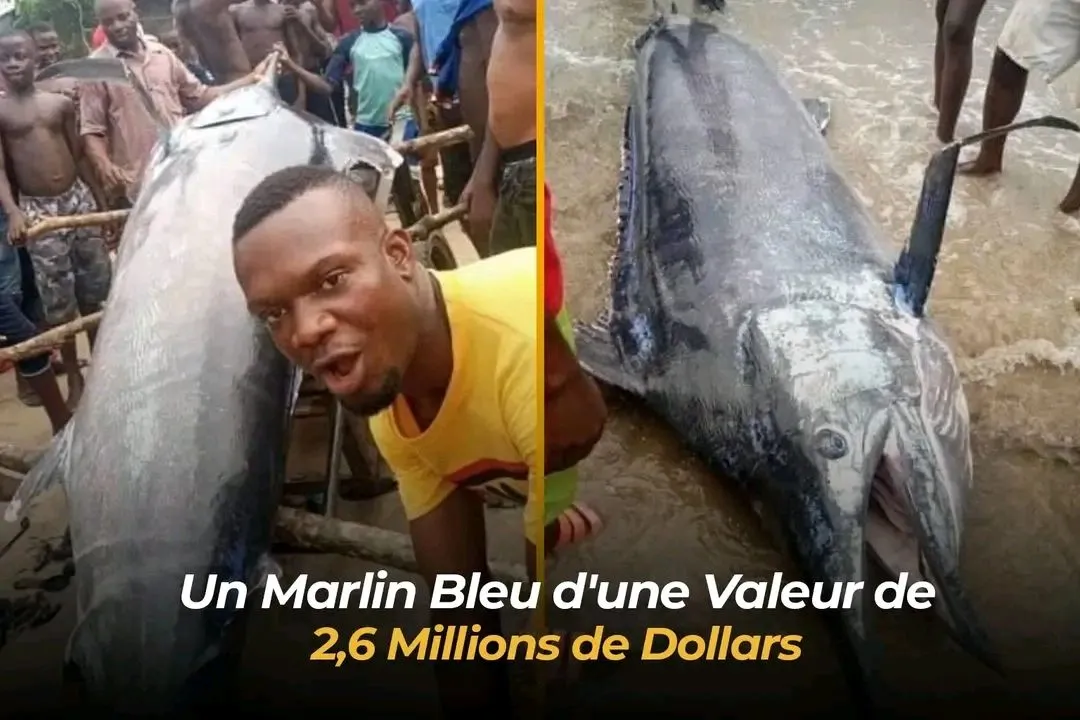 Image: Un marlin bleu d’une valeur de 2,6M$ mangé par les villageois