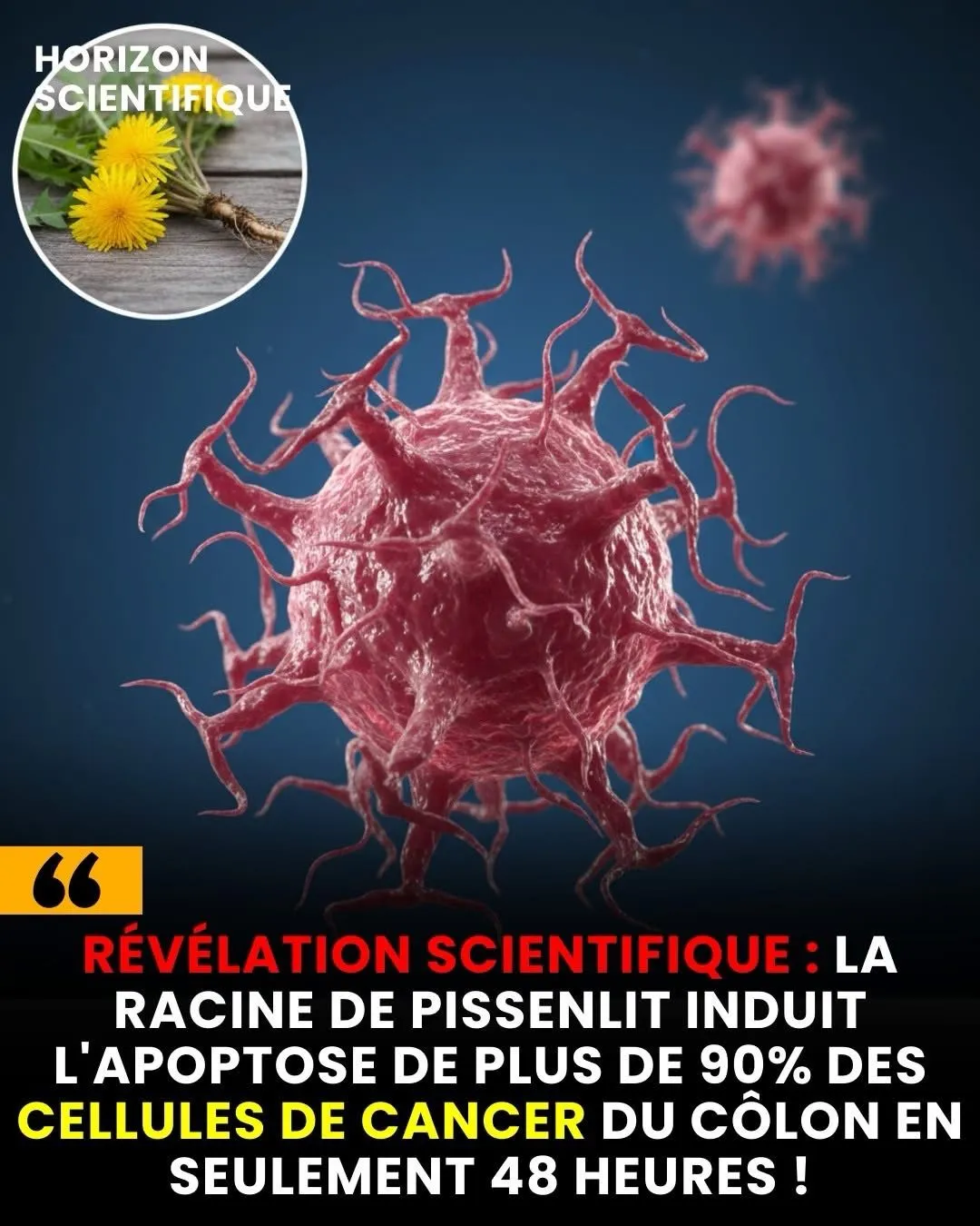 Image: La racine de pissenlit peut tuer le cancer du côlon