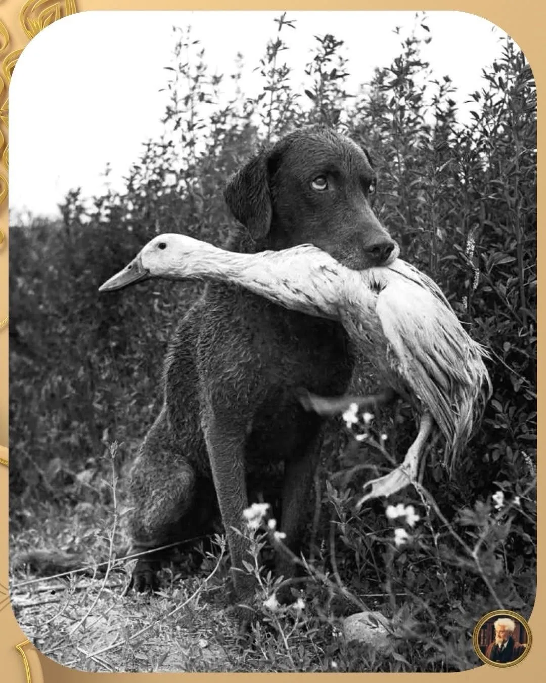 Image: Photographie d'un chien avec dans sa gueule son meilleur ami le canard.