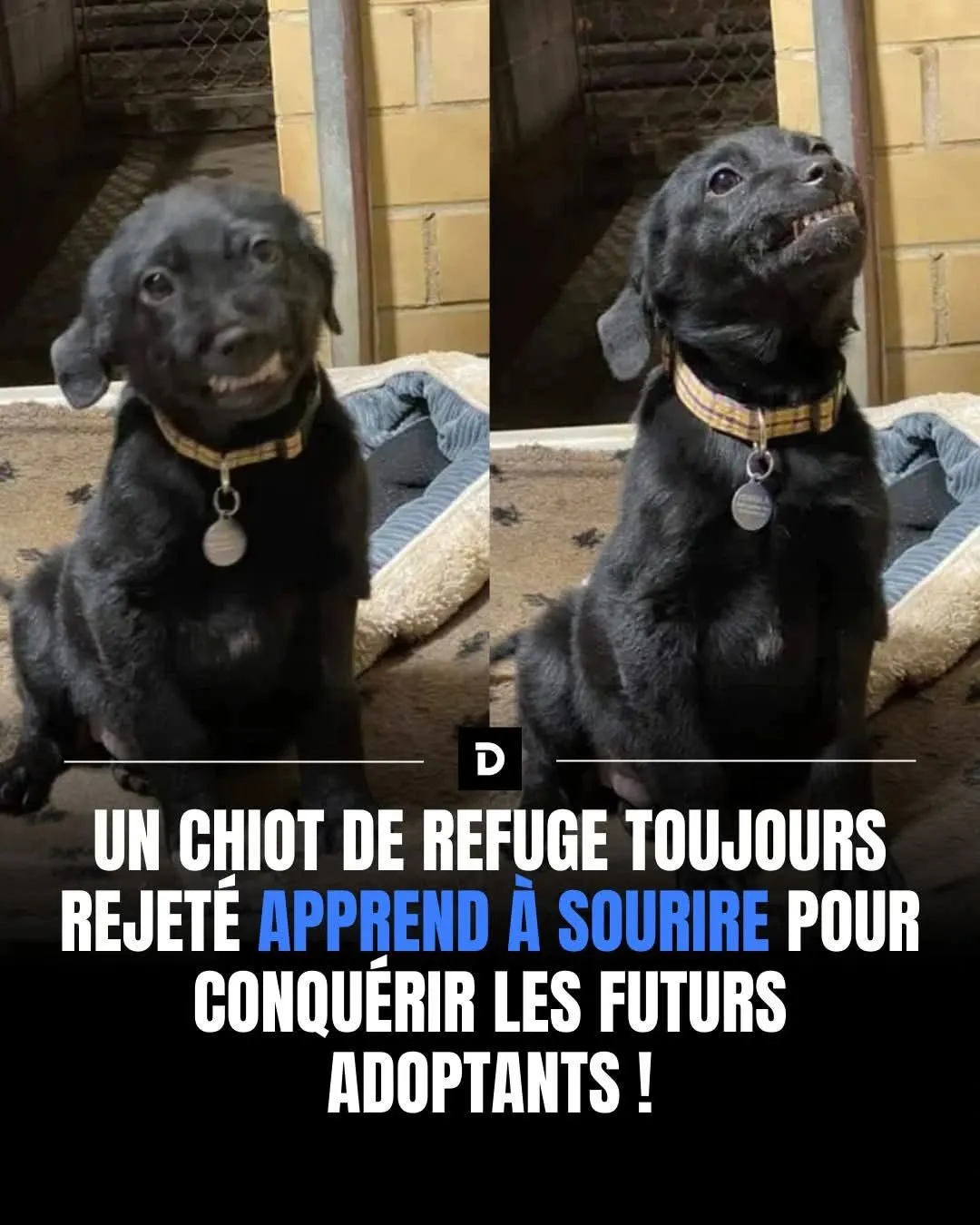 Image: Un chiot forcé de sourire pour être adopté
