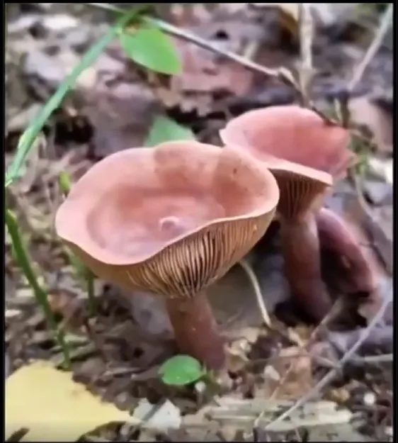 Image: Le champignon qui stocke l'eau