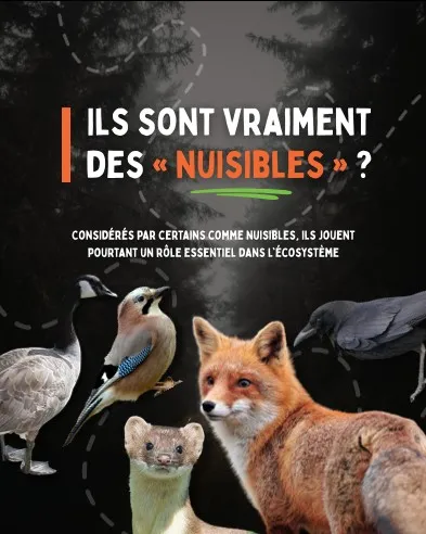 Image: L’Etat français dépense 100 millions d’euros pour tuer les animaux nuisibles
